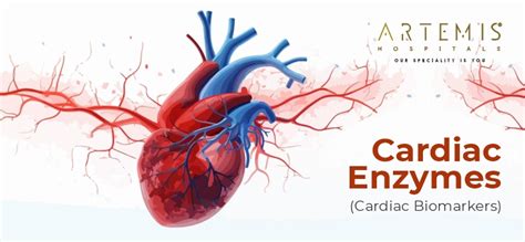 enzime cardiace|Cardiac Enzymes (Biomarkers): Types & What They Do